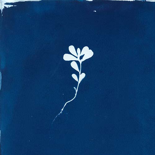 Cyanotype